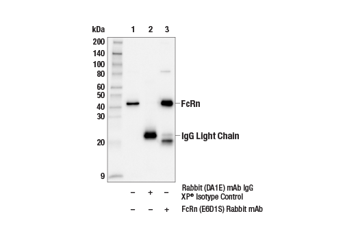 Immunoprecipitation Image 1: FcRn (E6D1S) Rabbit Monoclonal Antibody