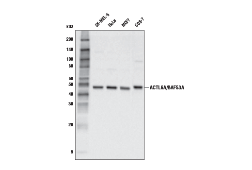 Western Blotting Image 2: ACTL6A/BAF53A (E3W2A) Rabbit Monoclonal Antibody