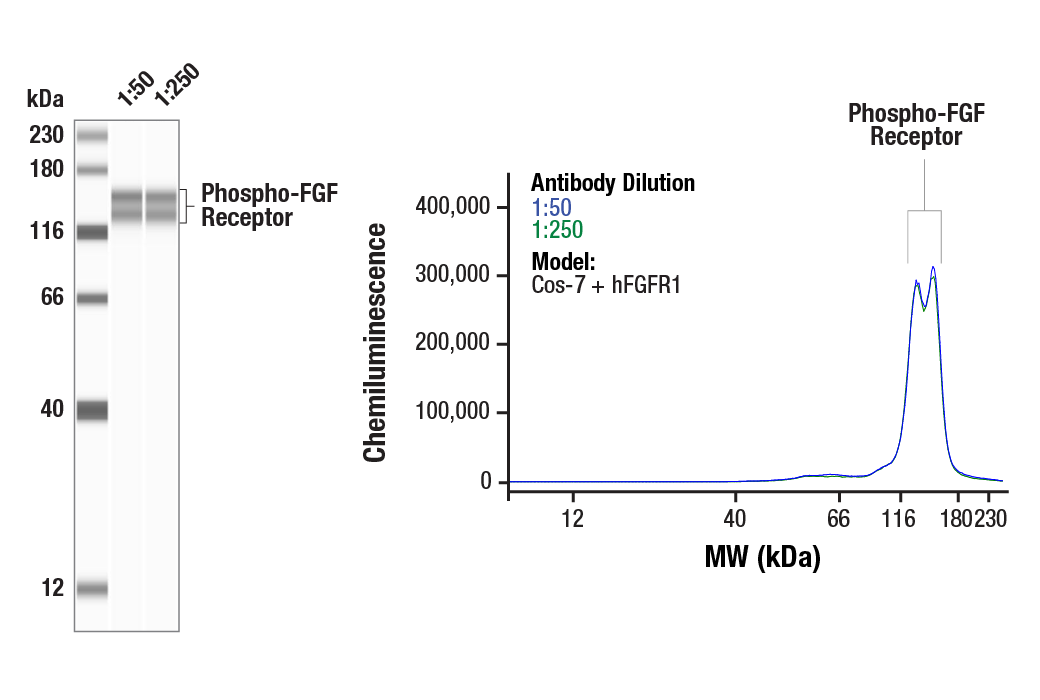 Western Blotting Image 1: Phospho-FGF Receptor (Tyr653/654) (55H2) Mouse Monoclonal Antibody