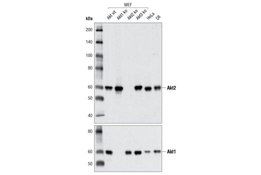 undefined Image 5: Akt Isoform Antibody Sampler Kit