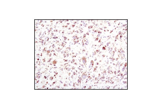 Immunohistochemistry Image 3: BiP (C50B12) Rabbit Monoclonal Antibody (BSA and Azide Free)