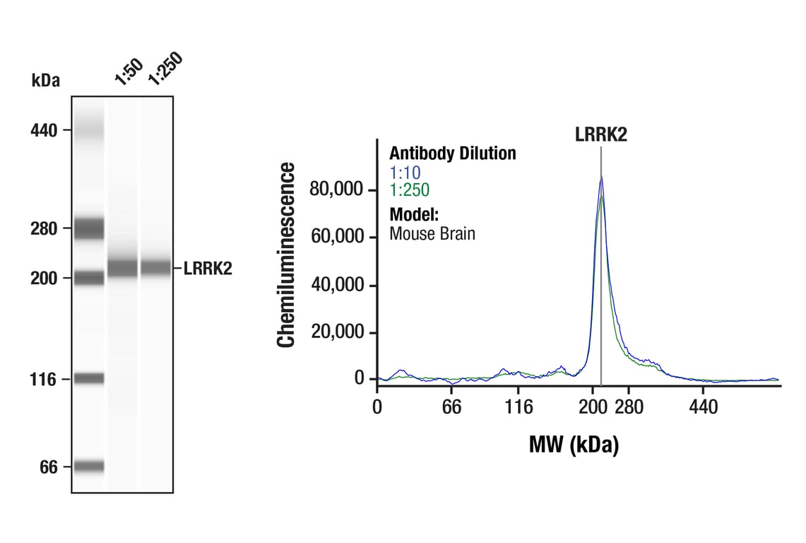 undefined Image 21: Genetics of Parkinson's Disease: Lysosomal Dysfunction Antibody Sampler Kit