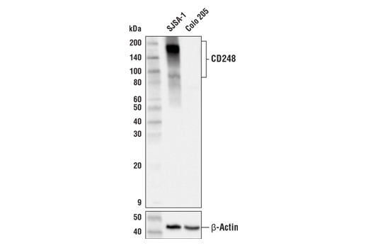 Western Blotting Image 1: CD248 (E9Z7O) XP<sup>®</sup> Rabbit mAb (BSA and Azide Free)