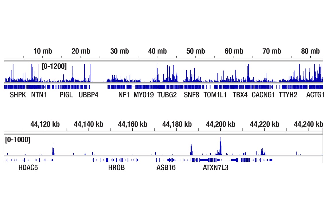 CUT & Tag Image 2: ETS-1 (D8O8A) Rabbit Monoclonal Antibody