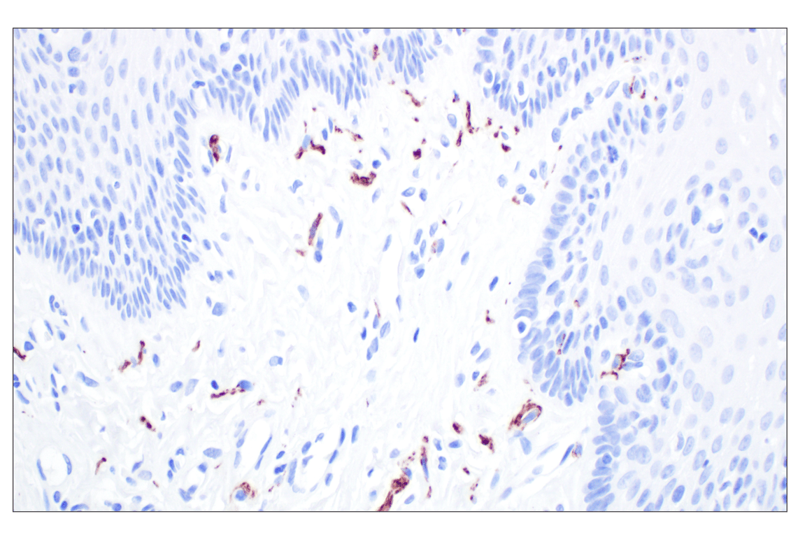 Immunohistochemistry Image 5: GAP43 (E6L2W) Mouse Monoclonal Antibody
