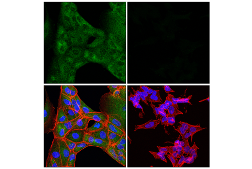 Immunofluorescence Image 1: MLKL (E7V4W) Mouse Monoclonal Antibody (BSA and Azide Free)
