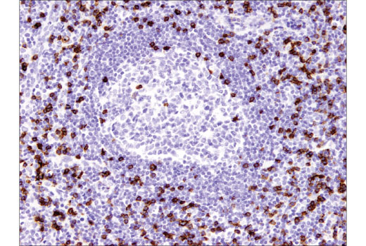 Immunohistochemistry Image 2: CD8 alpha (C8/144B) Mouse Monoclonal Antibody