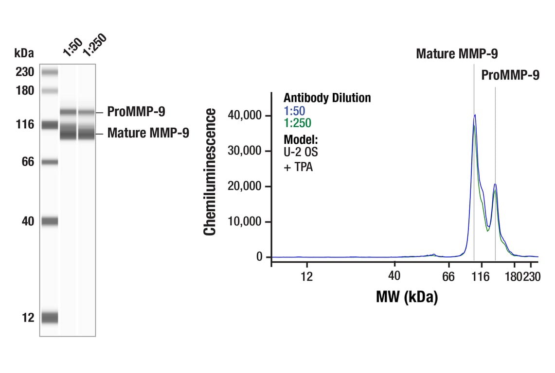 Western Blotting Image 1: MMP-9 (E3D1W) Rabbit Monoclonal Antibody