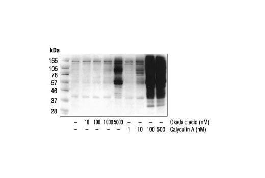 undefined Image 2: Calyculin A