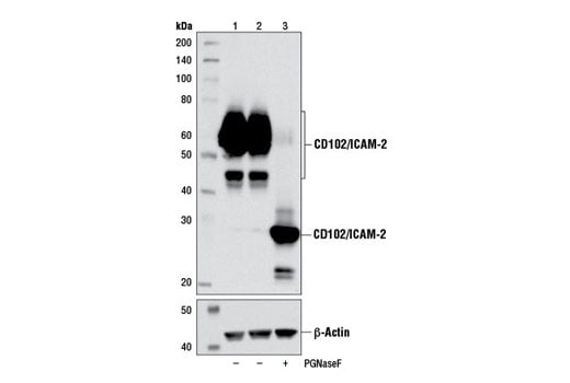 Western Blotting Image 2: CD102/ICAM-2 (D7P2Q) Rabbit Monoclonal Antibody