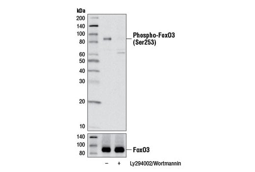 Western Blotting Image 1: Phospho-FoxO3a (Ser253) (D18H8) Rabbit mAb