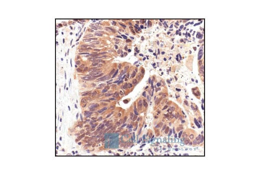 Immunohistochemistry Image 2: HSP90 Antibody