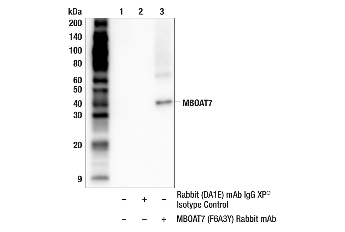 Immunoprecipitation Image 1: MBOAT7 (F6A3Y) Rabbit Monoclonal Antibody