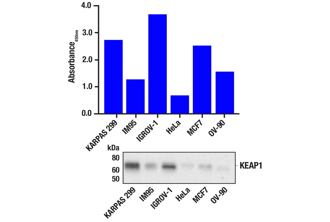 ELISA Image 1: PathScan<sup>®</sup> RP KEAP1 Sandwich ELISA Kit