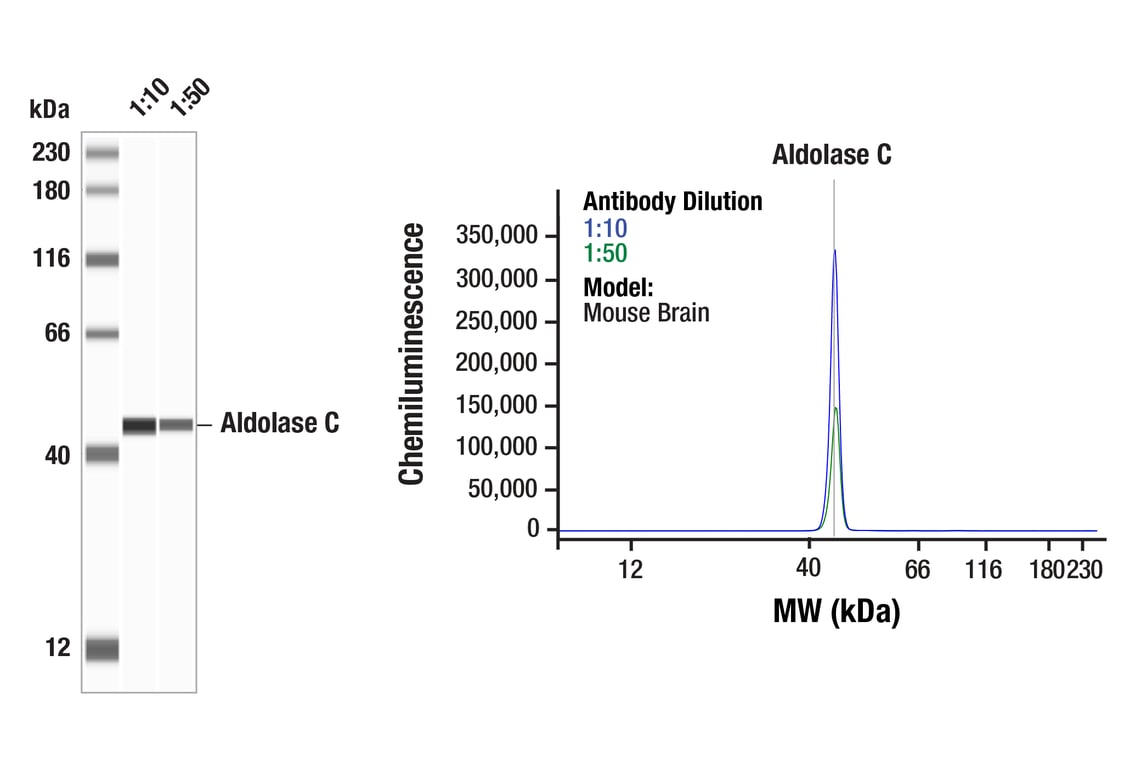 Western Blotting Image 1: Aldolase C (E7I4X) Rabbit Monoclonal Antibody