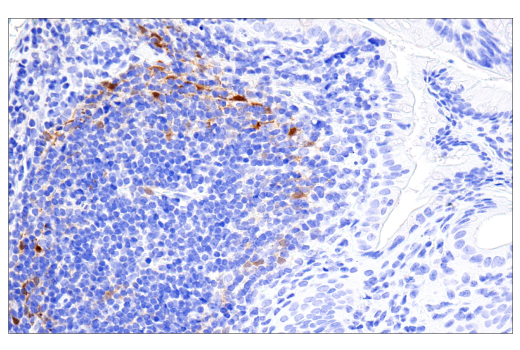 Immunohistochemistry Image 6: Parvalbumin (E8N2U) Rabbit Monoclonal Antibody