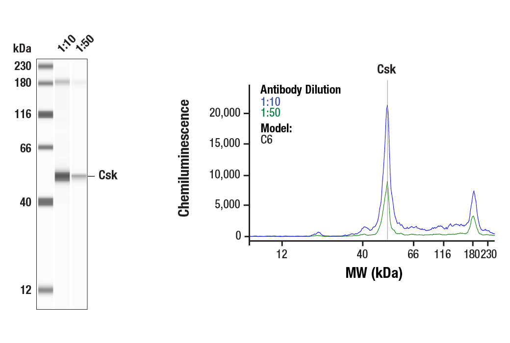 undefined Image 20: Src Family Antibody Sampler Kit