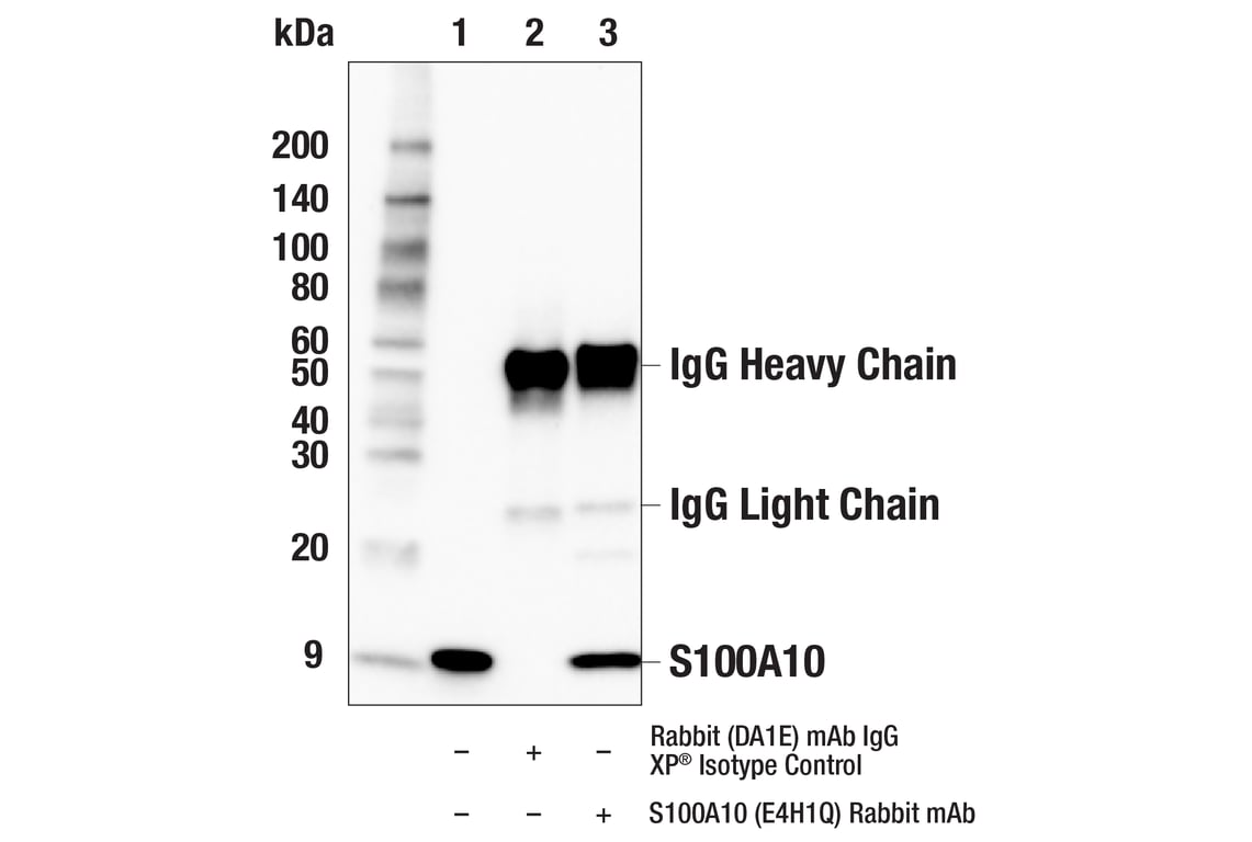 Immunoprecipitation Image 1: S100A10 (E4H1Q) Rabbit Monoclonal Antibody