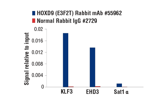 Chromatin Immunoprecipitation Image 1: HOXD9 (E3F2T) Rabbit Monoclonal Antibody
