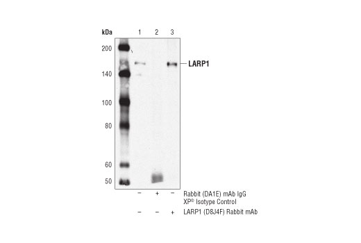Immunoprecipitation Image 1: LARP1 (D8J4F) Rabbit Monoclonal Antibody
