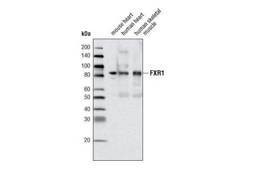 Western Blotting Image 2: FXR1 Antibody