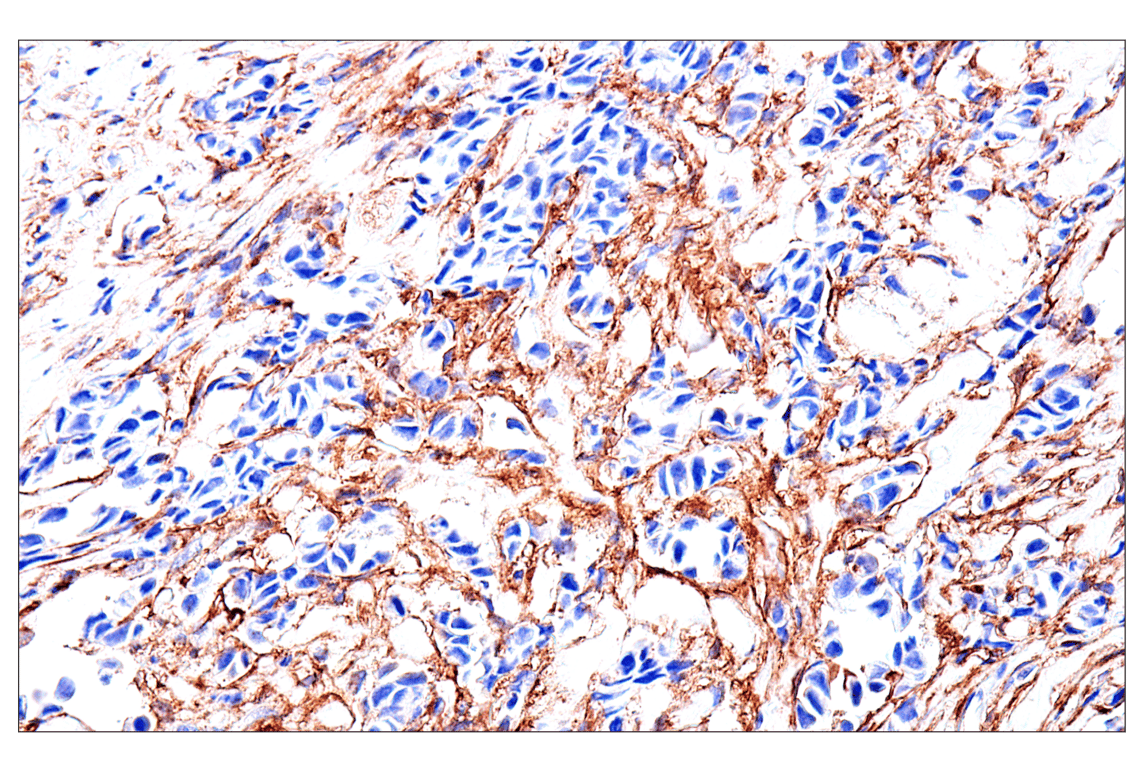 ドガパステル画 APC anti-mouse CD309 VEGFR2, Flk-1 Antibody anti-CD309 - Avas12