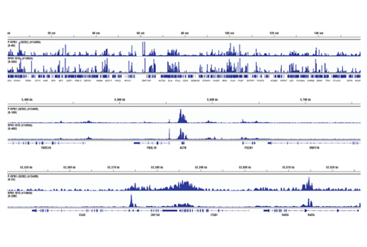 Chromatin Immunoprecipitation Image 2: Phospho-Rpb1 CTD (Ser2) (E1Z3G) Rabbit Monoclonal Antibody