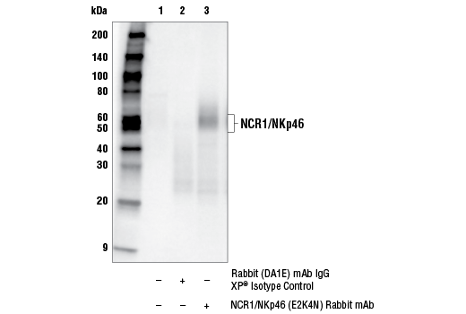 Immunoprecipitation Image 1: NCR1/NKp46 (E2K4N) Rabbit Monoclonal Antibody