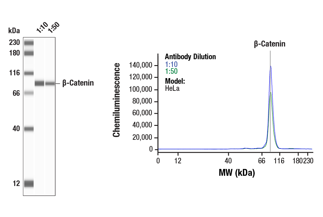 Western Blotting Image 1: beta-Catenin (D10A8) Rabbit Monoclonal Antibody