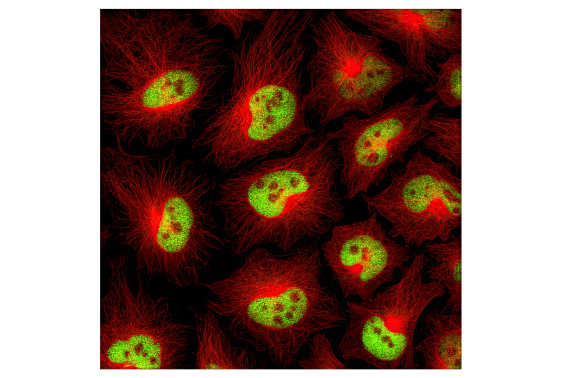 Immunofluorescence Image 1: Histone H3 (D1H2) Rabbit Monoclonal Antibody (BSA and Azide Free)