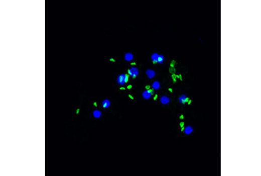 Immunofluorescence Image 1: AE1/SLC4A1 (D3X1R) Rabbit Monoclonal Antibody (IF Formulated)