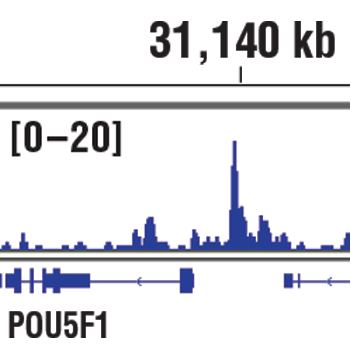Chromatin Immunoprecipitation Image 1: PRDM14 (E1D5S) Rabbit Monoclonal Antibody