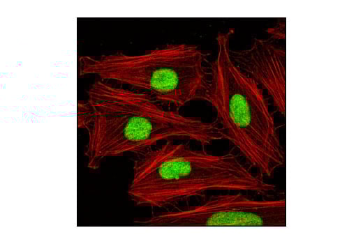 Immunofluorescence Image 1: MCM3 Antibody
