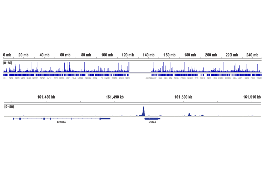 Chromatin Immunoprecipitation Image 2: HSF1 (D3L8I) Rabbit Monoclonal Antibody