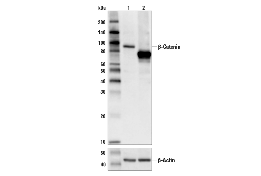 Western Blotting Image 2: beta-Catenin (D10A8) Rabbit Monoclonal Antibody (Biotinylated)