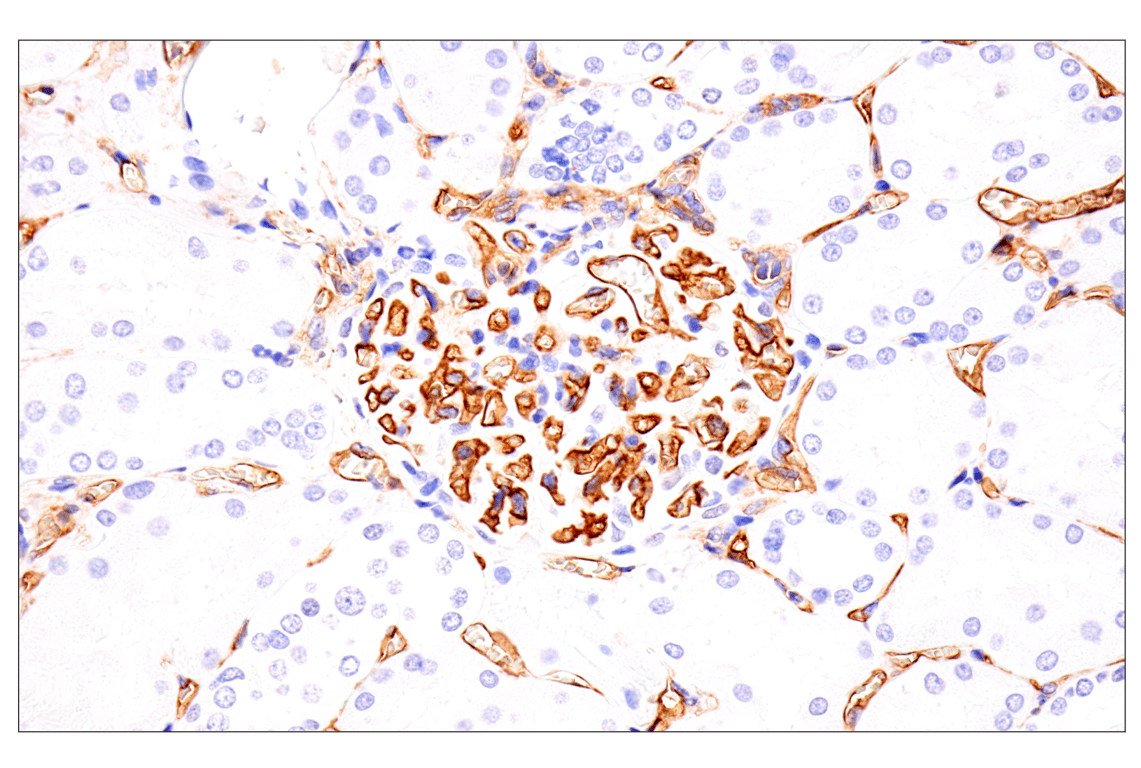 Immunohistochemistry Image 8: EMCN (E3Z4D) Rabbit Monoclonal Antibody (BSA and Azide Free)
