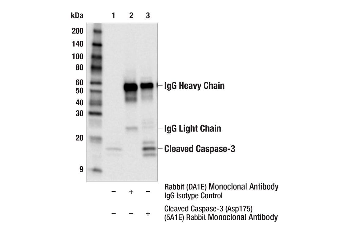 undefined Image 53: Stress and Apoptosis Antibody Sampler Kit