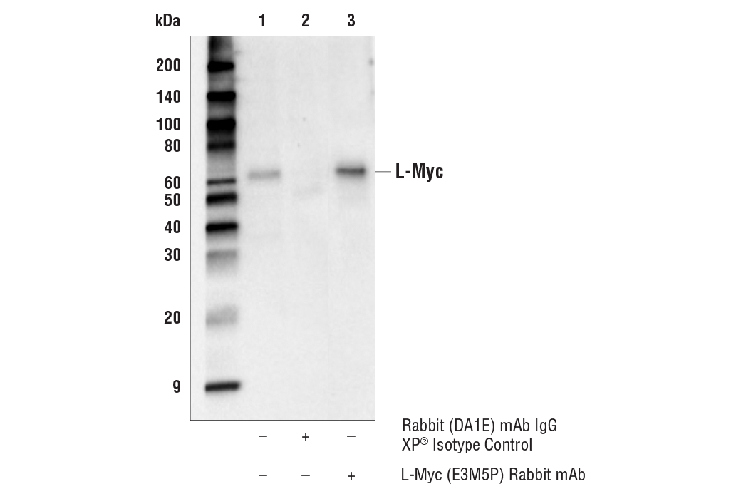 Immunoprecipitation Image 1: L-Myc (E3M5P) Rabbit Monoclonal Antibody