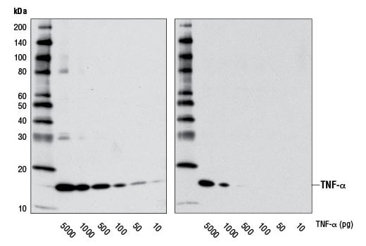 Western Blotting Image 3: TNF-alpha (D5G9) Rabbit Monoclonal Antibody