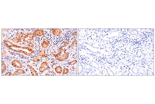 Immunohistochemistry Image 4: SOD1 (E4G1H) Rabbit Monoclonal Antibody