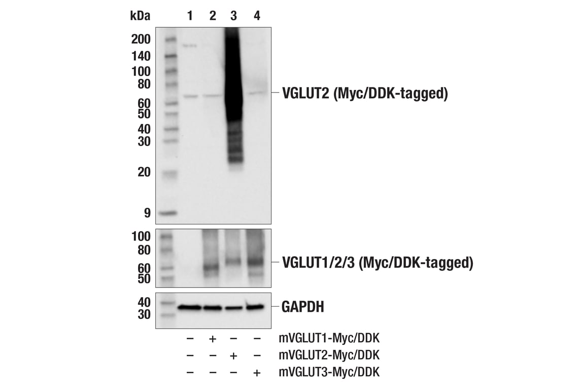 Western Blotting Image 2: VGLUT2 (E7P9K) Rabbit Monoclonal Antibody