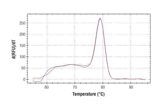 Chromatin Immunoprecipitation Image 2: SimpleChIP<sup>®</sup> Human WARS Intron 1 Primers