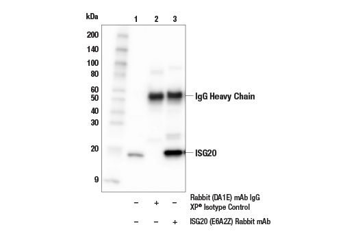 Immunoprecipitation Image 1: ISG20 (E6A2Z) Rabbit Monoclonal Antibody