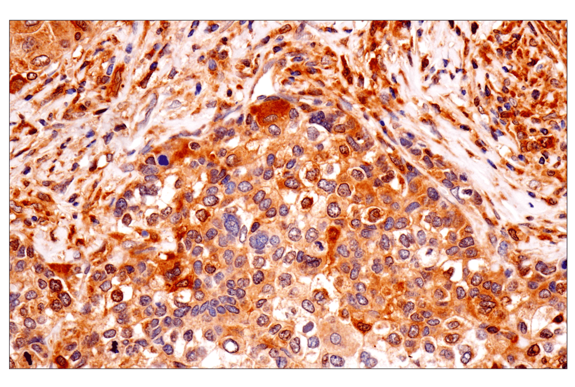 Immunohistochemistry Image 2: TRIM21 (D1O1D) Rabbit Monoclonal Antibody