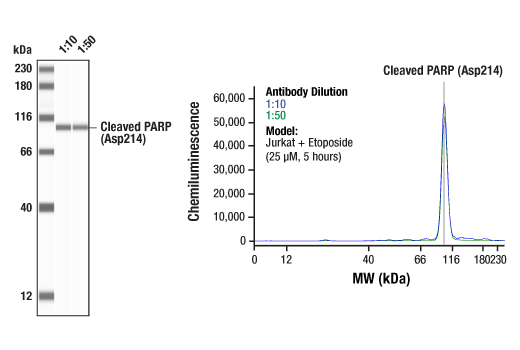 undefined Image 57: Human Reactive Cell Death and Autophagy Antibody Sampler Kit