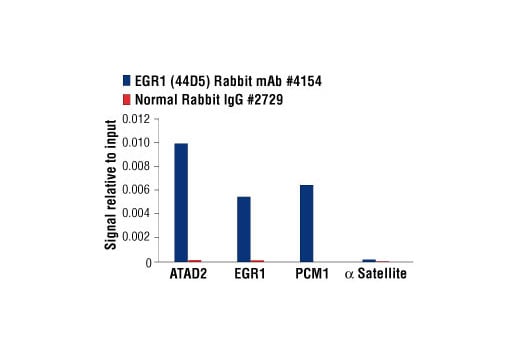 Chromatin Immunoprecipitation Image 3: EGR1 (44D5) Rabbit Monoclonal Antibody