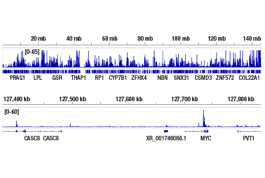 CUT & RUN Image 2: CTCF (D1A7) Rabbit Monoclonal Antibody
