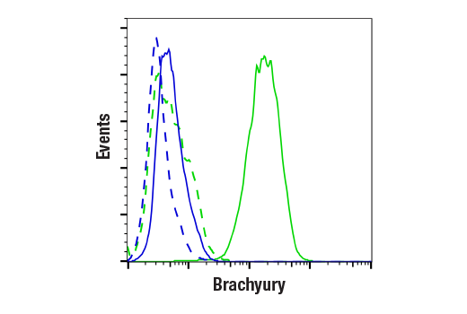 Brachyury (D2Z3J) Rabbit mAb (#81694) Datasheet With Images