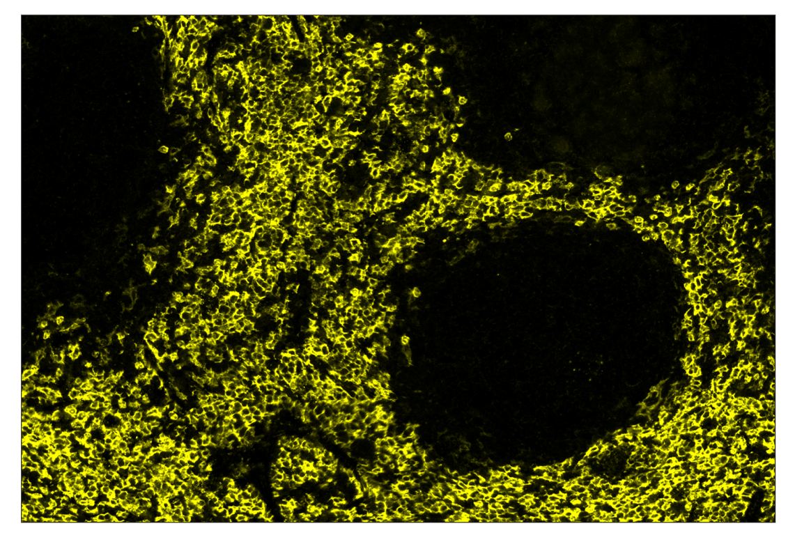 Immunohistochemistry Image 3: F4/80 (D2S9R) & CO-0042-594 SignalStar<sup>™</sup> Oligo-Antibody Pair