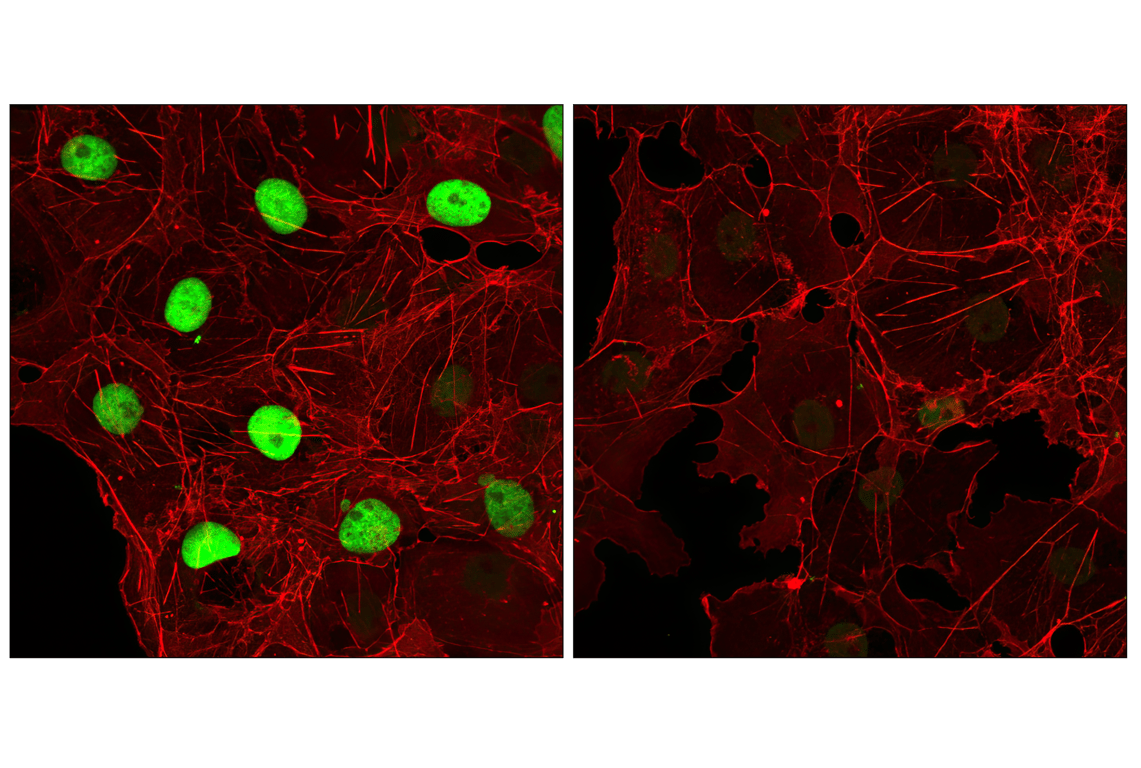 Immunofluorescence Image 1: Myc-Tag Antibody